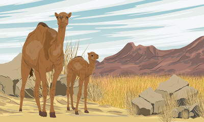 A re-feralized dromedary camel with a cub stands in dry grass in a valley at the foot of the mountains. Wild animal of Australia. Realistic vector landscape
