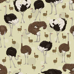 Seamless pattern with African ostrich. Large wild birds of Africa. Realistic vector animal