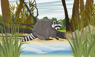 A raccoon sits on the shore of a lake. Sandy shore of the lake with high thickets of cattail. Realistic vector landscape