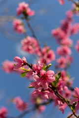 Peach tree, blurred background. Blooming tree in spring with pink flowers. The beauty of the spring garden, the concept of spring