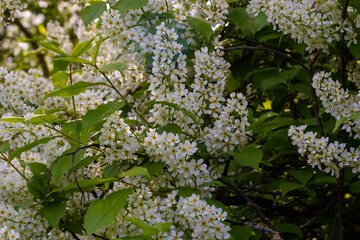 The blossoming bird cherry branch against the background of the blue sky. Spring. Macro. Flower vegetable background horizontally. Prunus padus