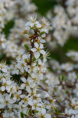 Prunus spinosa, Sloe white flowers in spring. Wild plant from the Rosaceae family witch produces...