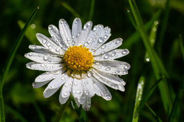 White daisies flowers growing together on a green lawn. Floral spring background © Oleh Marchak