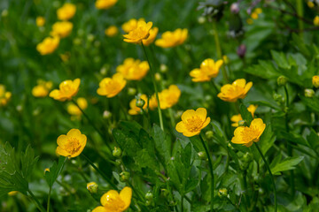 lose-up of Ranunculus repens, the creeping buttercup, is a flowering plant in the buttercup family Ranunculaceae, in the garden