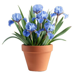 pot of Iris isolated on transparent background, element remove background, element for design
