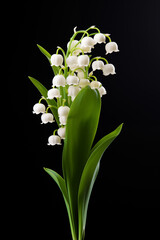 Lily of the Valley flowers and leaves isolated on black background, May 1st, May day - 741310379