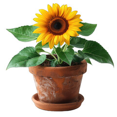 Obraz premium pot of Sunflower isolated on transparent background, element remove background, element for design