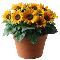 Obraz premium pot of Sunflower isolated on transparent background, element remove background, element for design