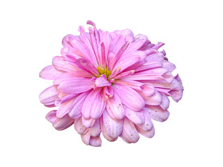 pink chrysanthemum flower isolated on white background
