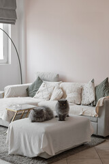 Two persian cats in the living room with cozy interior. Pets in the house - 741314739