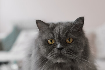 Portrait of a grey persian cat with yellow eyes looking into the camera - 741314905