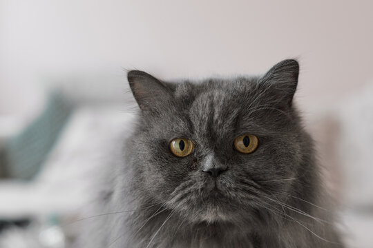 Portrait of a grey persian cat with yellow eyes looking into the camera - Powered by Adobe