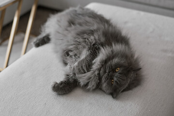 One gray persian cat lying on a sofa bed and looking into the camera. Lazy pet - 741315199
