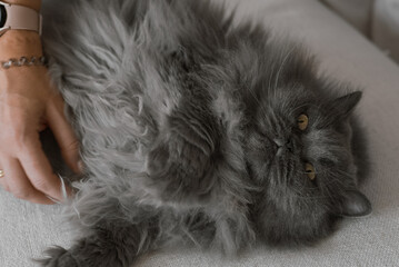 One persian cat of grey color lying on a sofa and enjoys cuddles - 741315314