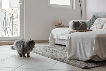 Two persian cats with grey fur relaxing in the living room. Two pets at home - 741315534