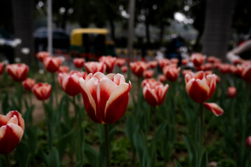 whimsical tulips at shanti path, delhi, close up of flowers