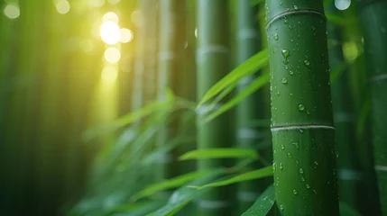 Fototapete Rund green bamboo forest © tommy