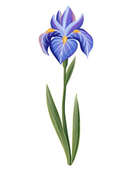 Blue iris with green leaves, isolated on a white background, watercolor, in gouache style, element for design and decor, logo, print
