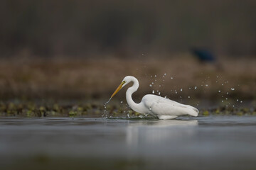 Great Egret Fishing in Wetland - 741319567