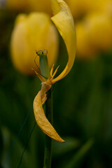 Beautiful tulips about to decay, nature backgrounds
