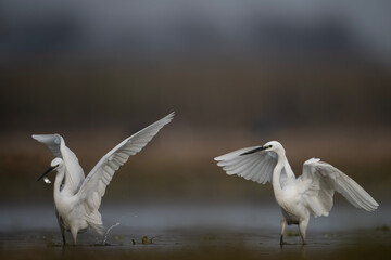 Little Egrets Fishing in Pond  - 741319593