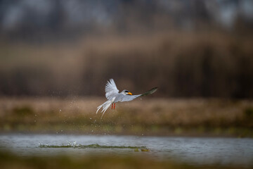 River tern hunting 