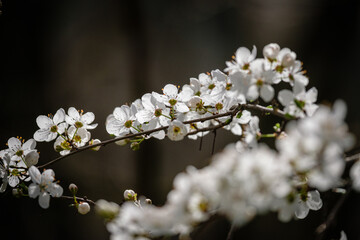 Fleurs blanches