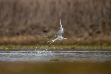 The River tern hunting  - 741319933