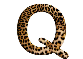 Letter Q shape made of leopard fur or skin, isolated on PNG transparent background, suitable for template design