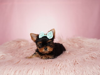 Yorkshire terrier puppy sitting on a pink fur pillow on an isolated pink background. Fluffy, cute lap dog with a bow on his head. Cute pets