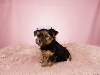 Yorkshire terrier puppy sitting on a pink fur pillow on an isolated pink background. Fluffy, cute lap dog with a bow on his head. Cute pets