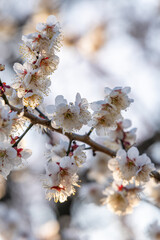 茨城県水戸市　梅咲き誇る偕楽園