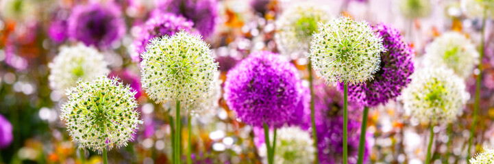 Giant onion (Allium), popular and beautiful big flowering garden plant with globes of intense white and purple umbels. Panorama of backlit colorful flowers in spring season in a park in Germany.  - obrazy, fototapety, plakaty