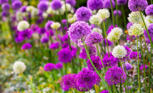 Giant onion (Allium), popular and beautiful big flowering garden plant with globes of intense white and purple umbels. Panorama of colorful flowers in spring or easter season in a park in Germany. 