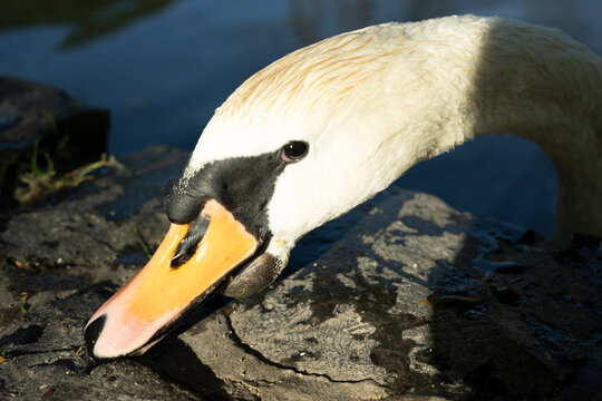schwarn vogel see tier