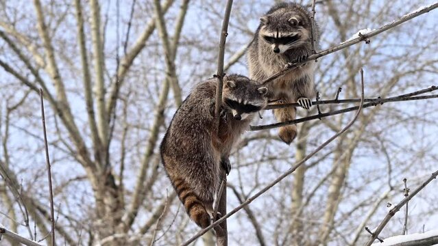 Pair of wild raccoons sitting on snowy branches of a tall tree, looking around the surroundings. Winter wildlife cinematic video. 4K raw super slow motion footage
