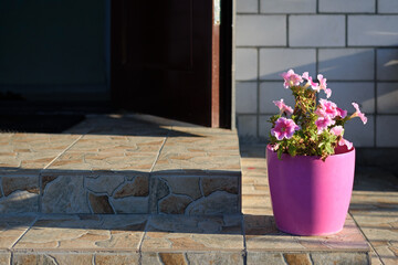 Petunia flowers in pot on steps at entrance to house