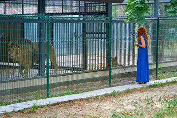 Young red haired woman in a blue dress stands near a cage with lions in a zoo