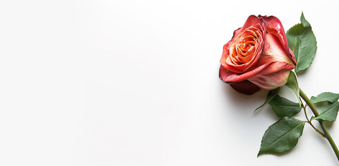 Red, yellow and orange rose isolated on white background with copy space, romantic valentine's day graphic resource backdrop