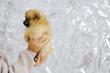 Tiny Pomeranian Puppy Held in Hands. A small fluffy Pomeranian puppy is gently held by children's...