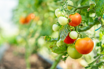 Greenhouse tomato. Tomato plants growing. Tomato plants (Solanum lycopersicum) in greenhouse. Vegetables background.	