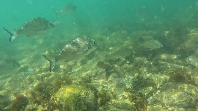 Underwater reef medium sized silver fish swimming.