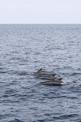 Fototapeta premium This vertical snapshot features a trio of adult pilot whales, elegantly aligned and cutting through the calm, grey-blue waters near Andenes, Norway