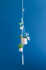 Plants and home decorations with blue background