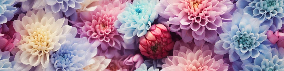 Foto op Canvas multi colored chrysanthemum flowers long narrow panoramic view spectrum rainbow nature background soft abstract tile © kichigin19