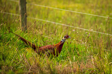 Portrait of a pheasant rooster in nature park on the Baltic Sea, Germany.