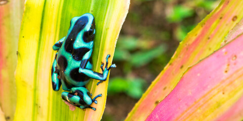 Green and black poison dart Frog, Dendrobates auratus, Tropical Rainforest, Boca Tapada, Alajuela...