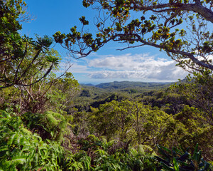 Branches and trees with hills in the background at  Kokee State Park on the island of Kauai, Hawaii, USA