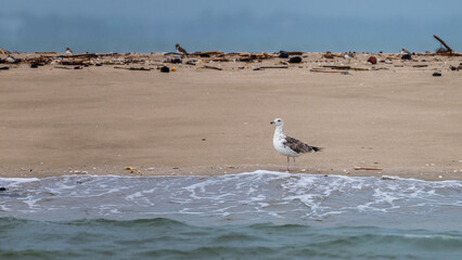 Lesser Black-backed Gull (Heuglin's) foraging on the sand near the canal mangroves.