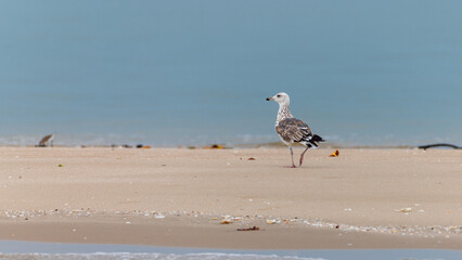 Lesser Black-backed Gull (Heuglin's) foraging on the sand near the canal mangroves.